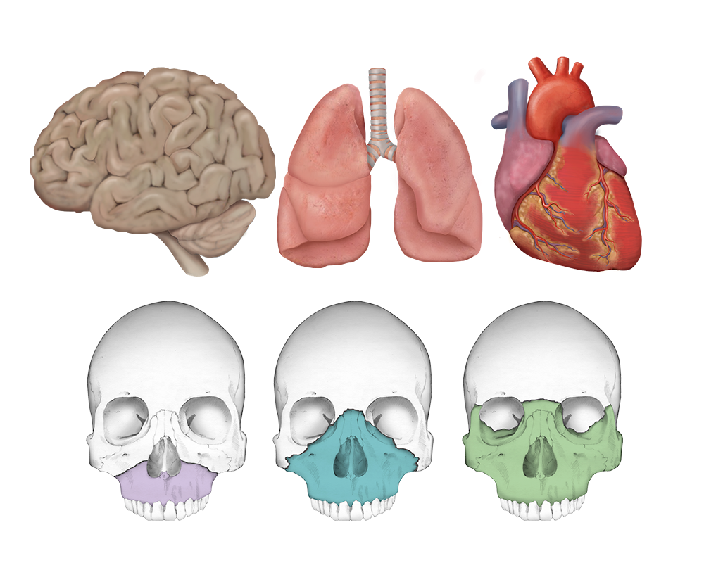 brain_lungs_heart_medical_illustration